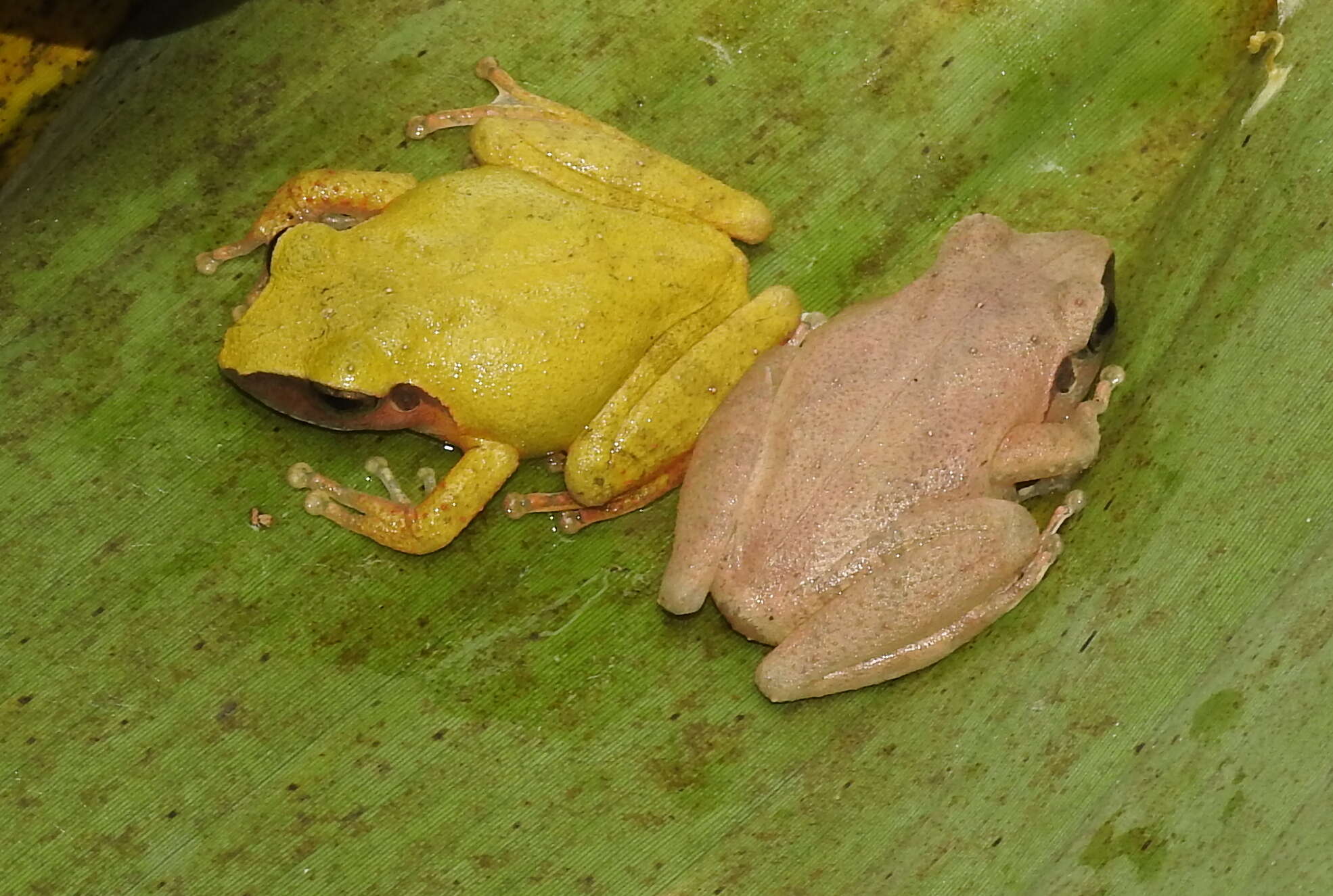 Image of Pseudophilautus amboli (Biju & Bossuyt 2009)