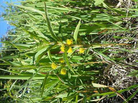 Image of Tufted Loosestrife