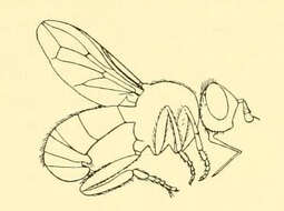 Image of Thecophora