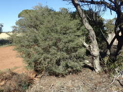 صورة Melaleuca phoidophylla Barlow ex L. A. Craven