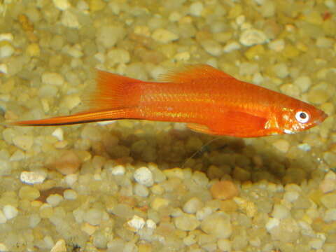 Image of Green swordtail