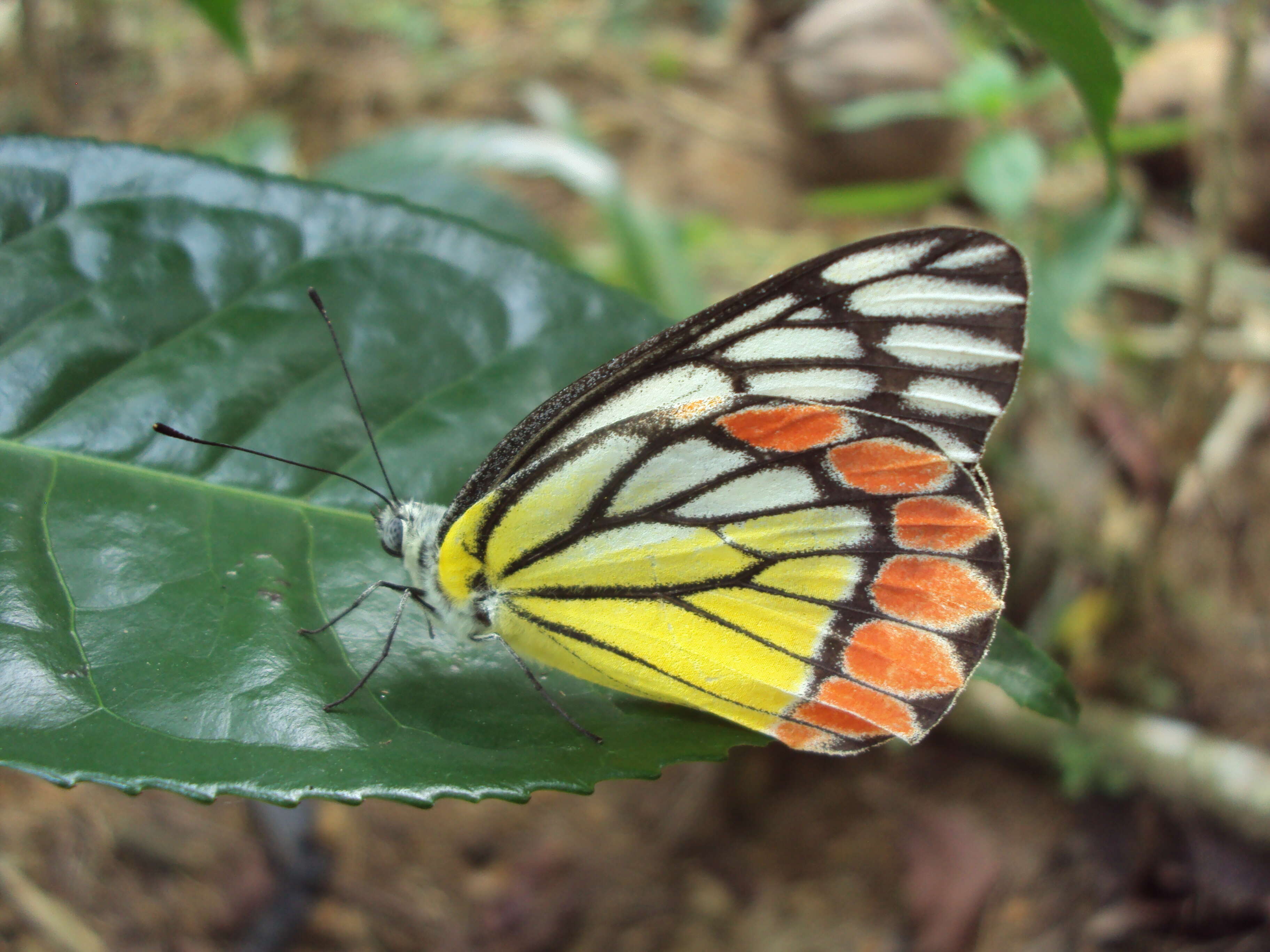 Image of Common Jezebel