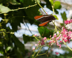 Image de Siproeta epaphus