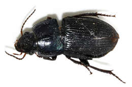 Image de Harpalus (Harpalus) dimidiatus (P. Rossi 1790)