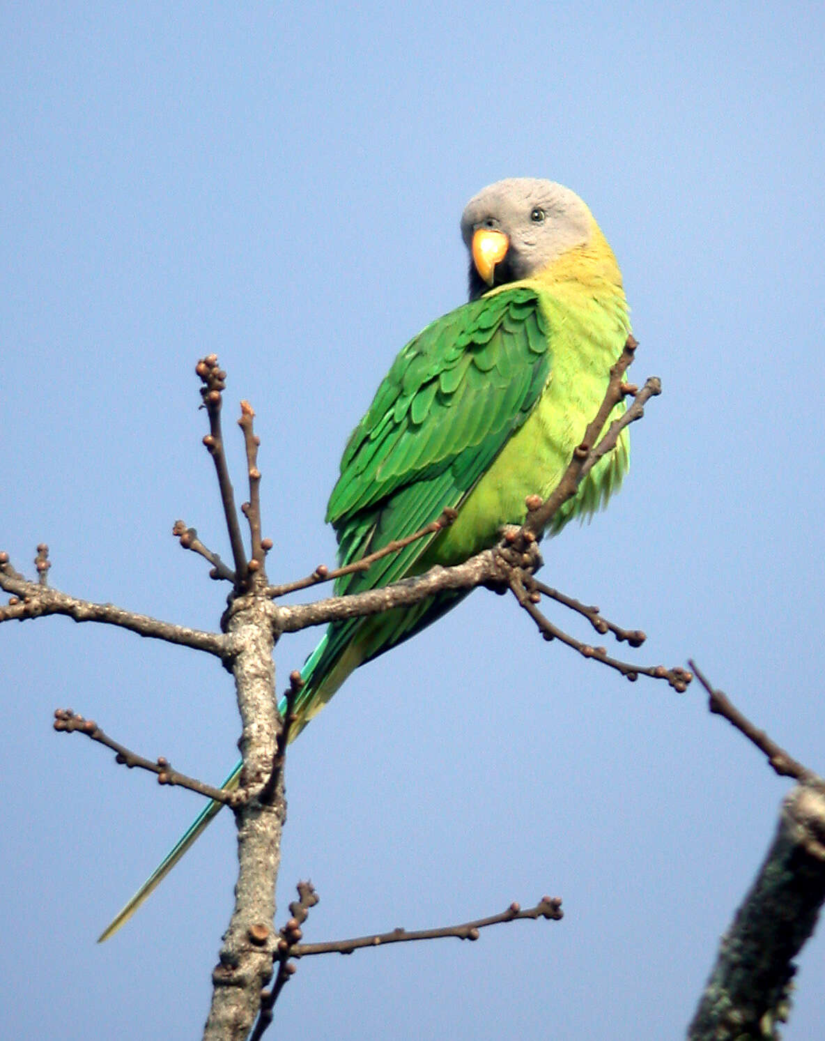 Image of Blossom-headed Parakeet