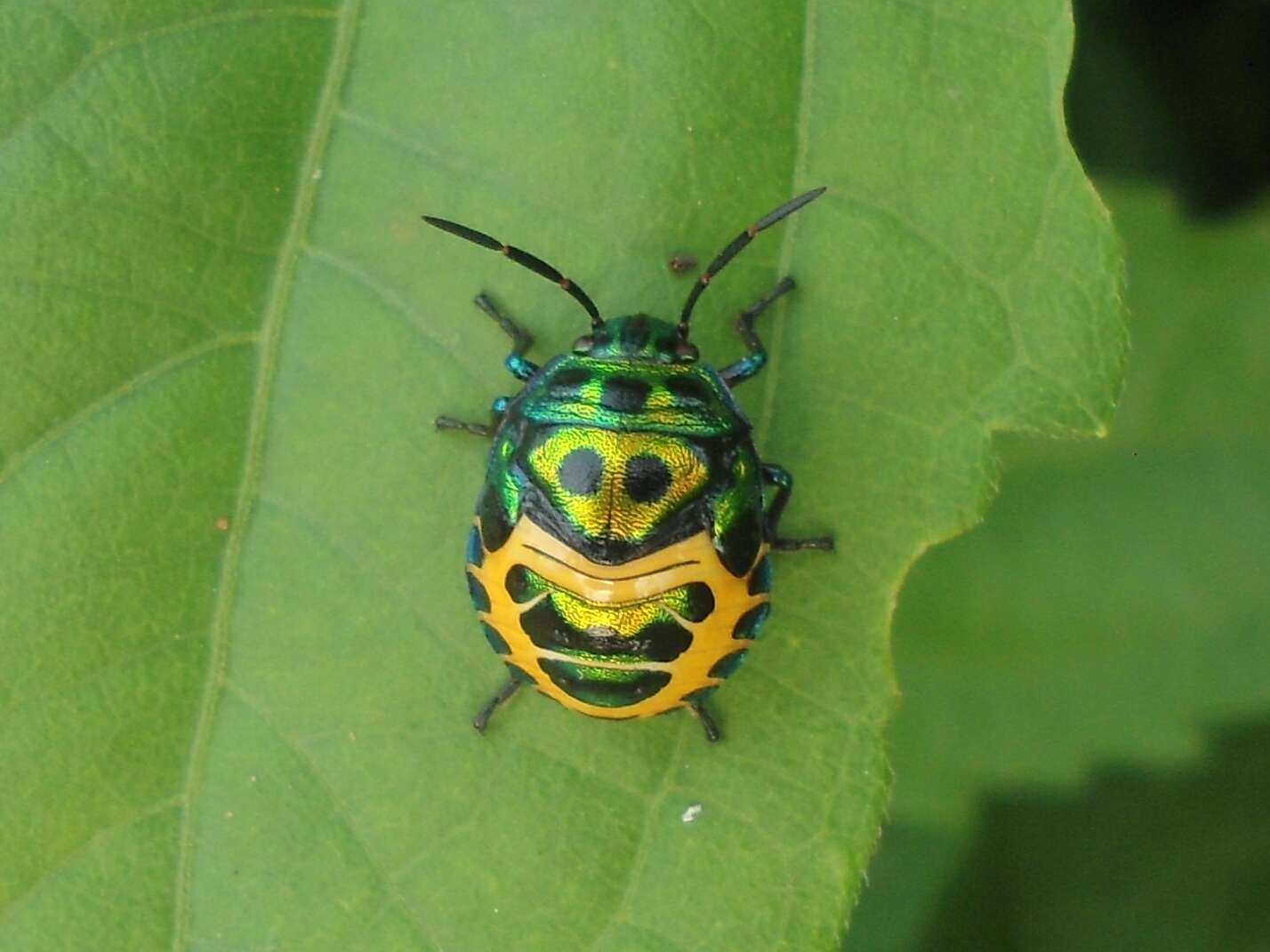 Image of Chrysocoris