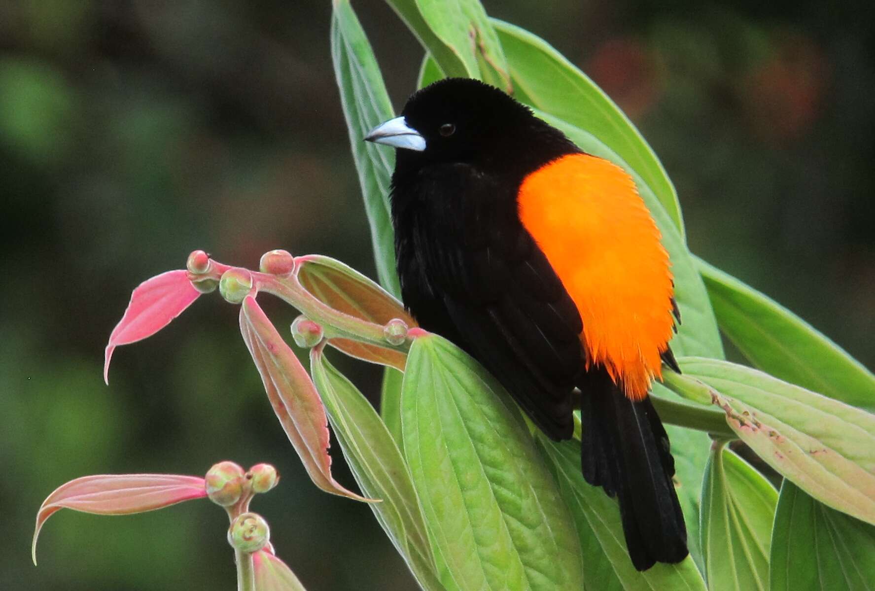 Image of Flame-rumped Tanager