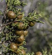 Image of Juniperus phoenicea subsp. turbinata (Guss.) Nyman