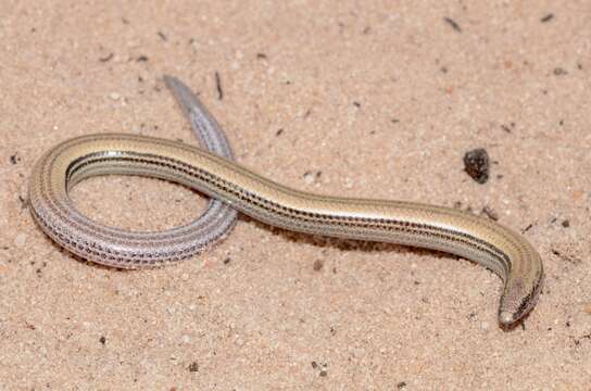 Image of Gronovi's dwarf burrowing skink