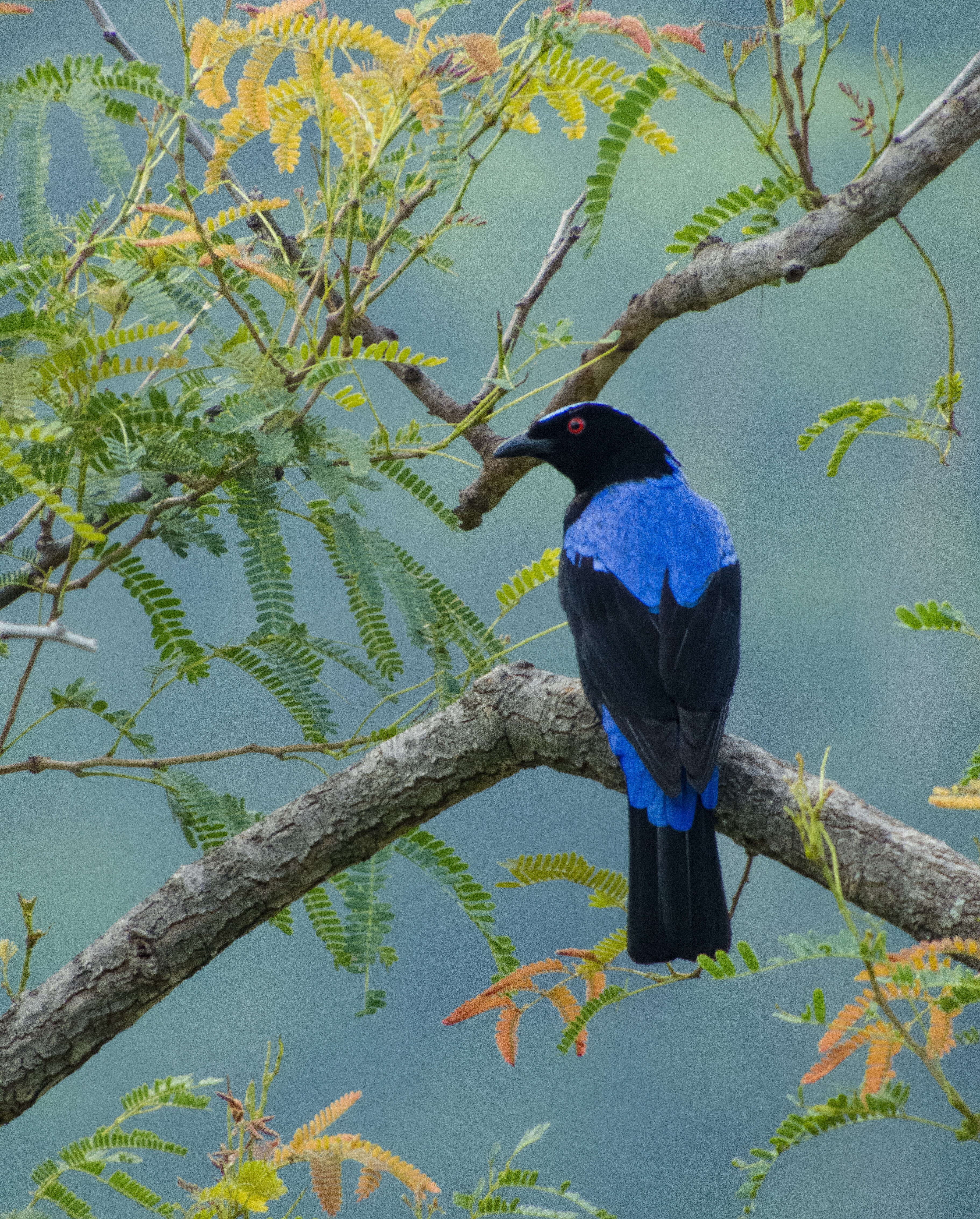 Image of fairy-bluebirds