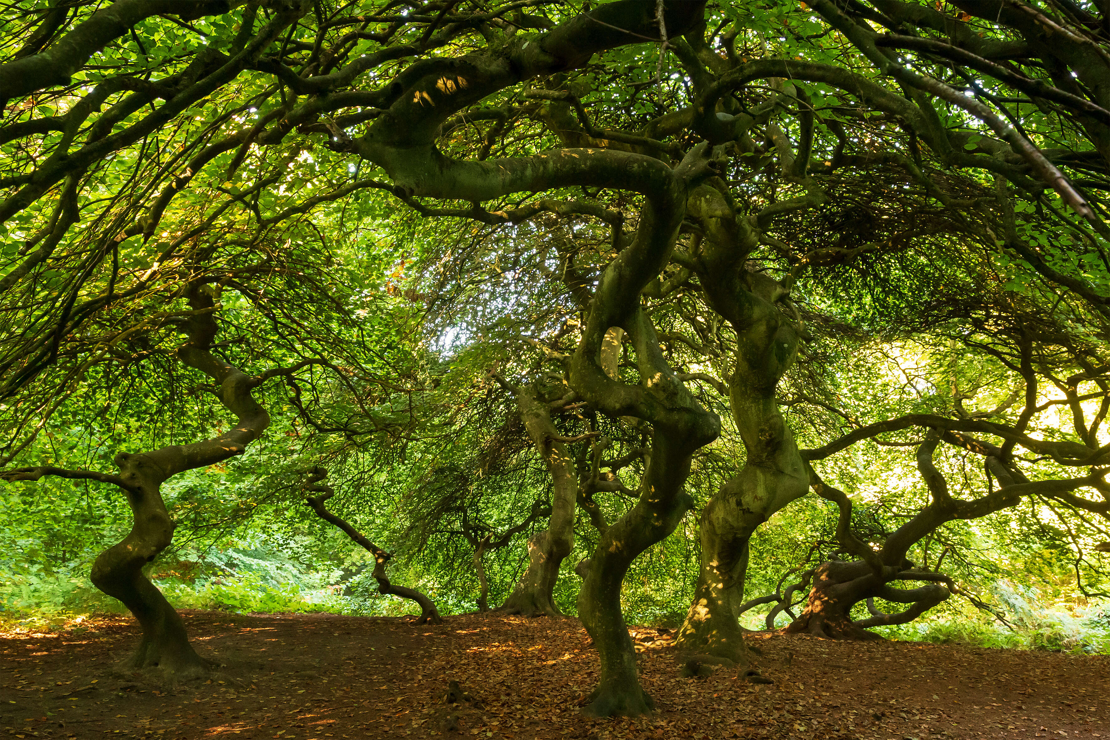 Image of Fagus sylvatica var. suentelensis