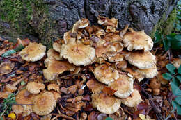 Pholiota squarrosa (Vahl) P. Kumm. 1871 resmi