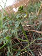 Image of fringed spiderflower