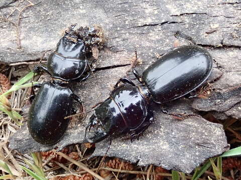 Image of Scarites (Scarites) buparius (Forster 1771)