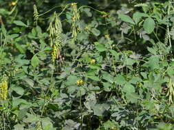 Image of smooth rattlebox