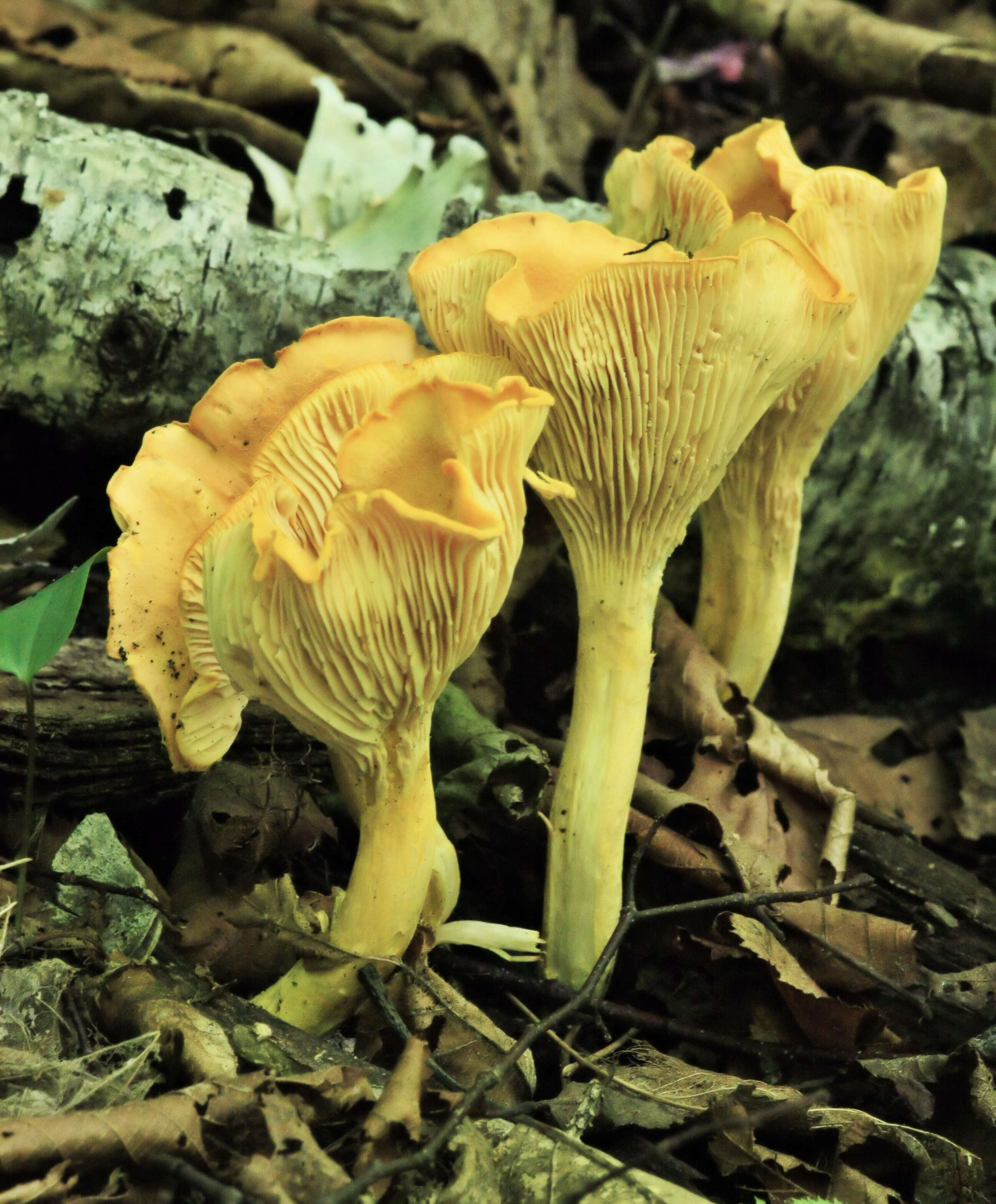 Image of Chanterelle