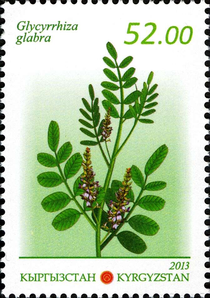 Imagem de Glycyrrhiza glabra L.