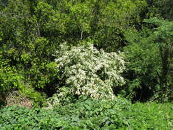 Image of Chinese privet