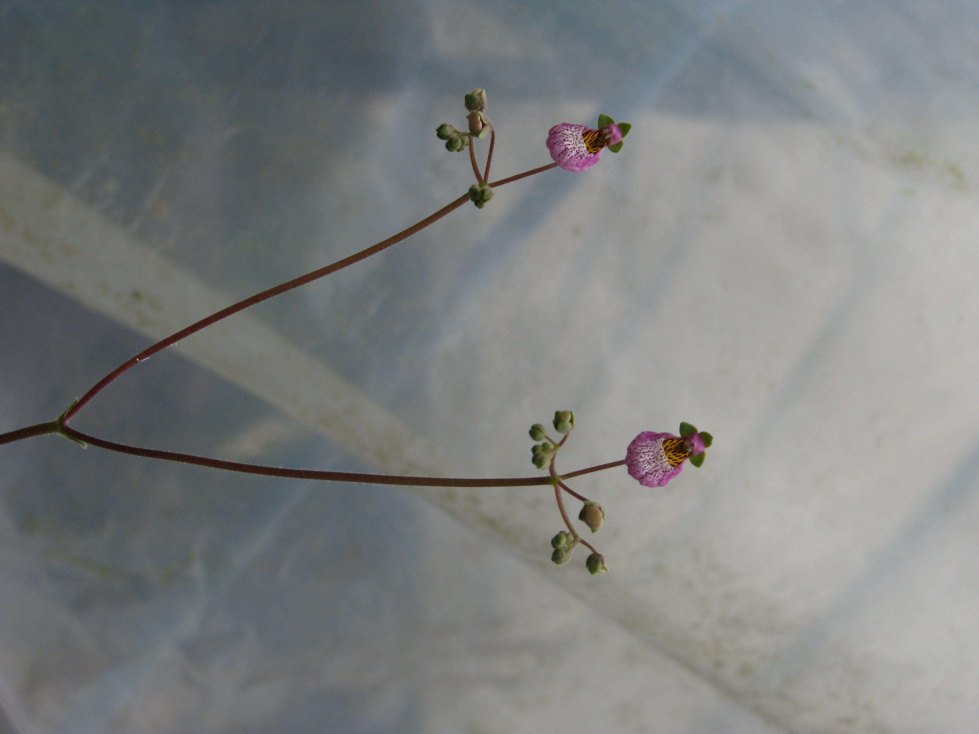 Image of Calceolaria cana Cav.