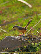 Image of Ashy Prinia