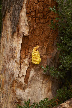 Image of Bracket Fungus