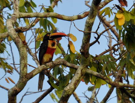 Image of Fiery-billed Aracari