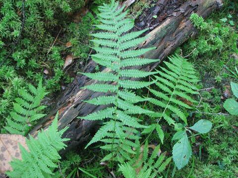 Image of Bog Fern