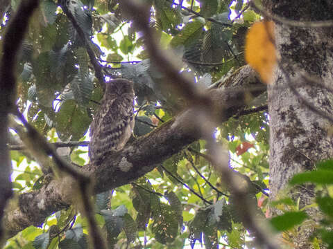 Image of Brown Fish Owl