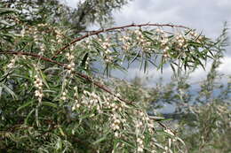 Image of Russian olive