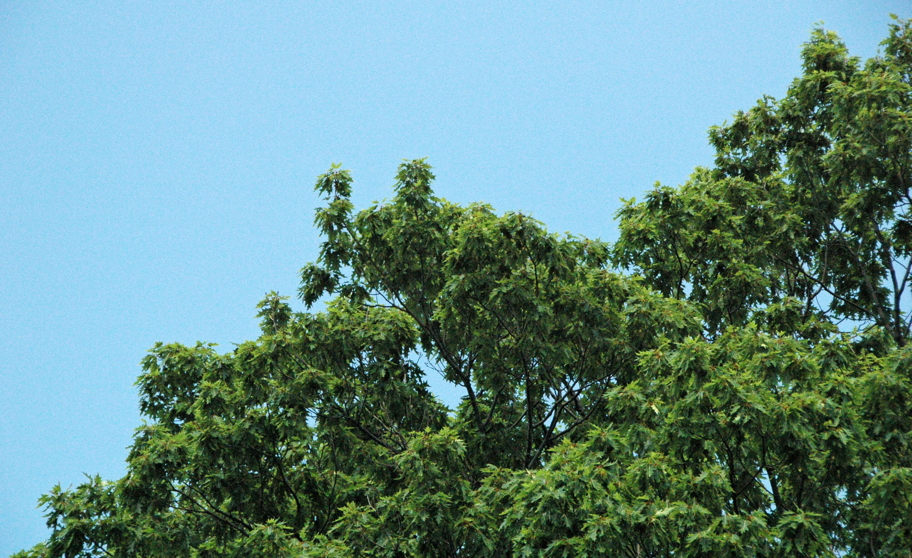 Image of Northern Red Oak