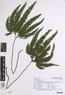 Image of rough maidenhair