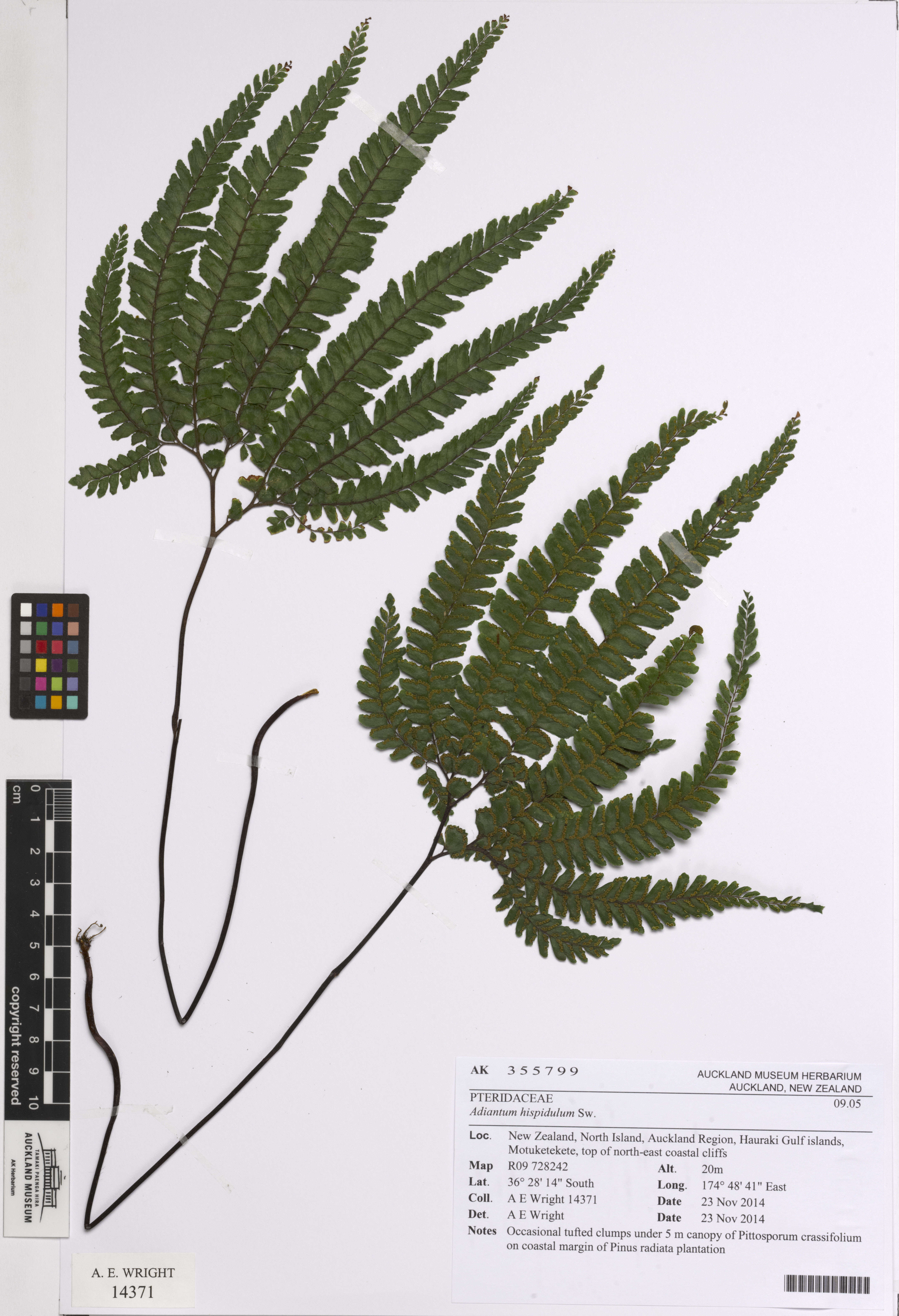 Image of rough maidenhair