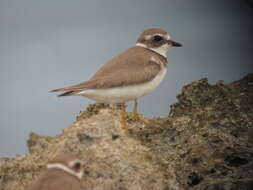 Image of Semipalmated Plover