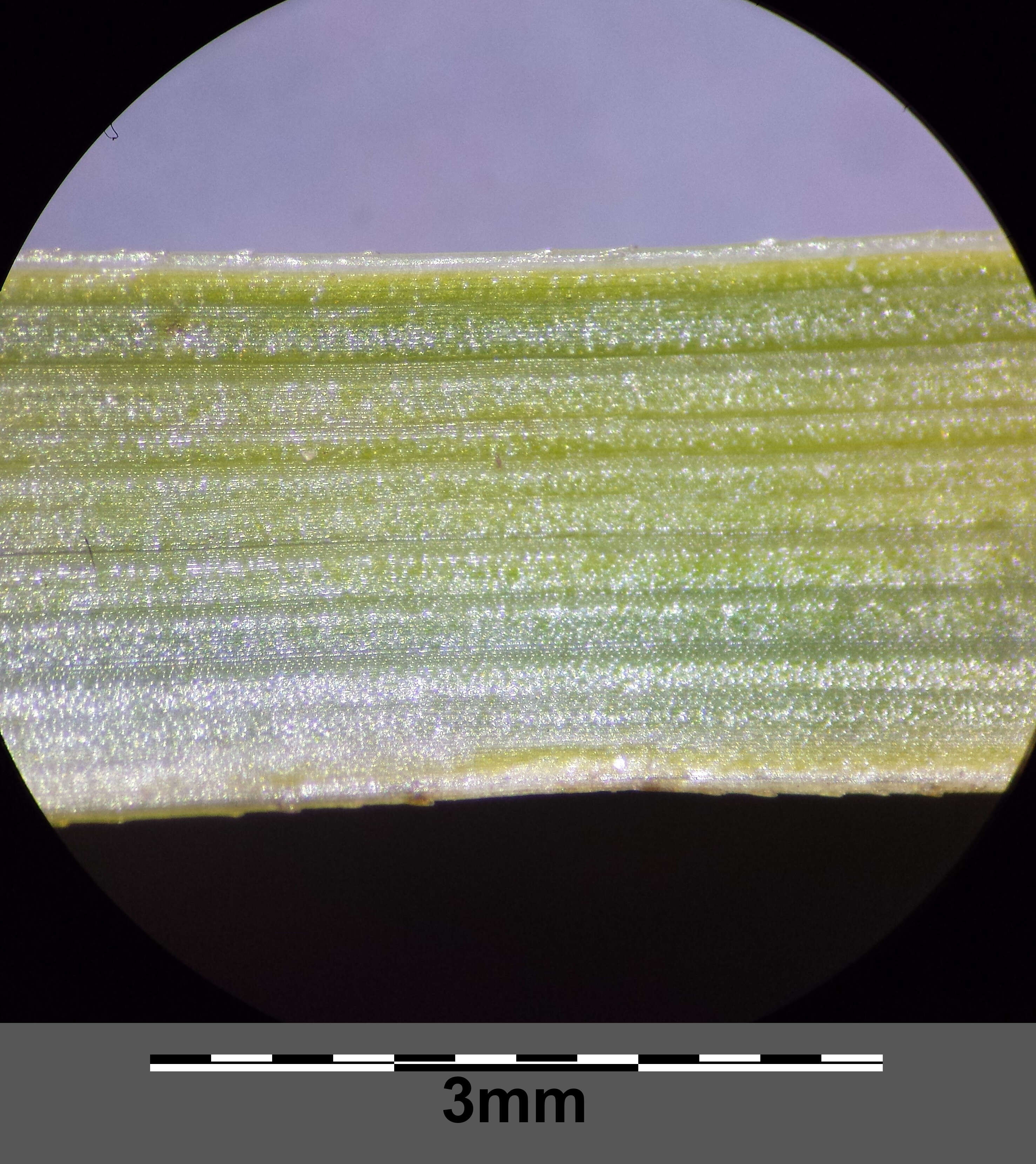 Imagem de Bolboschoenus planiculmis (F. Schmidt) T. V. Egorova