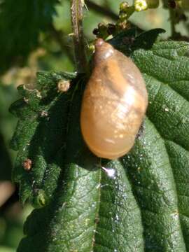 Image of amber snail