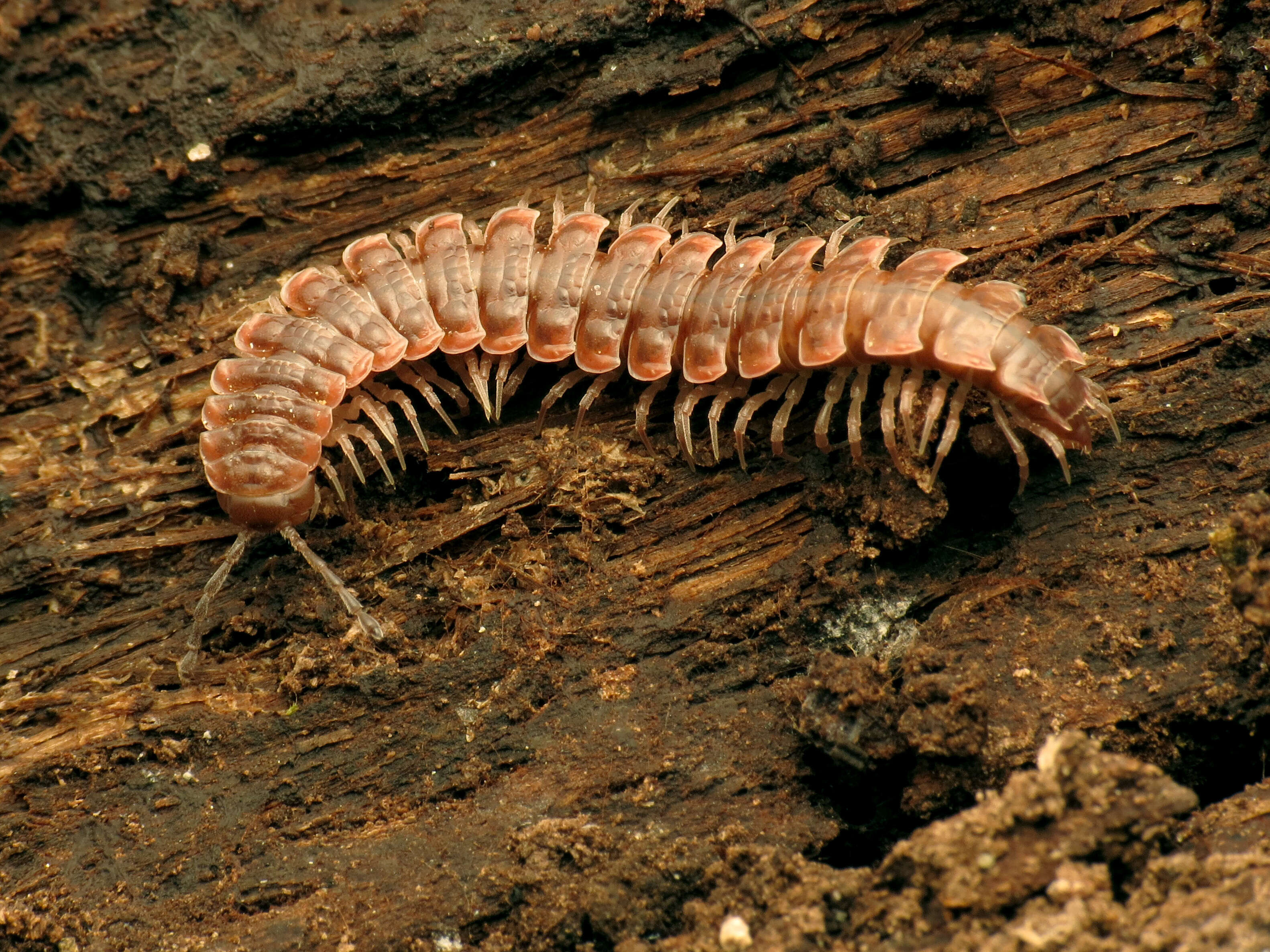 Image of Pseudopolydesmus