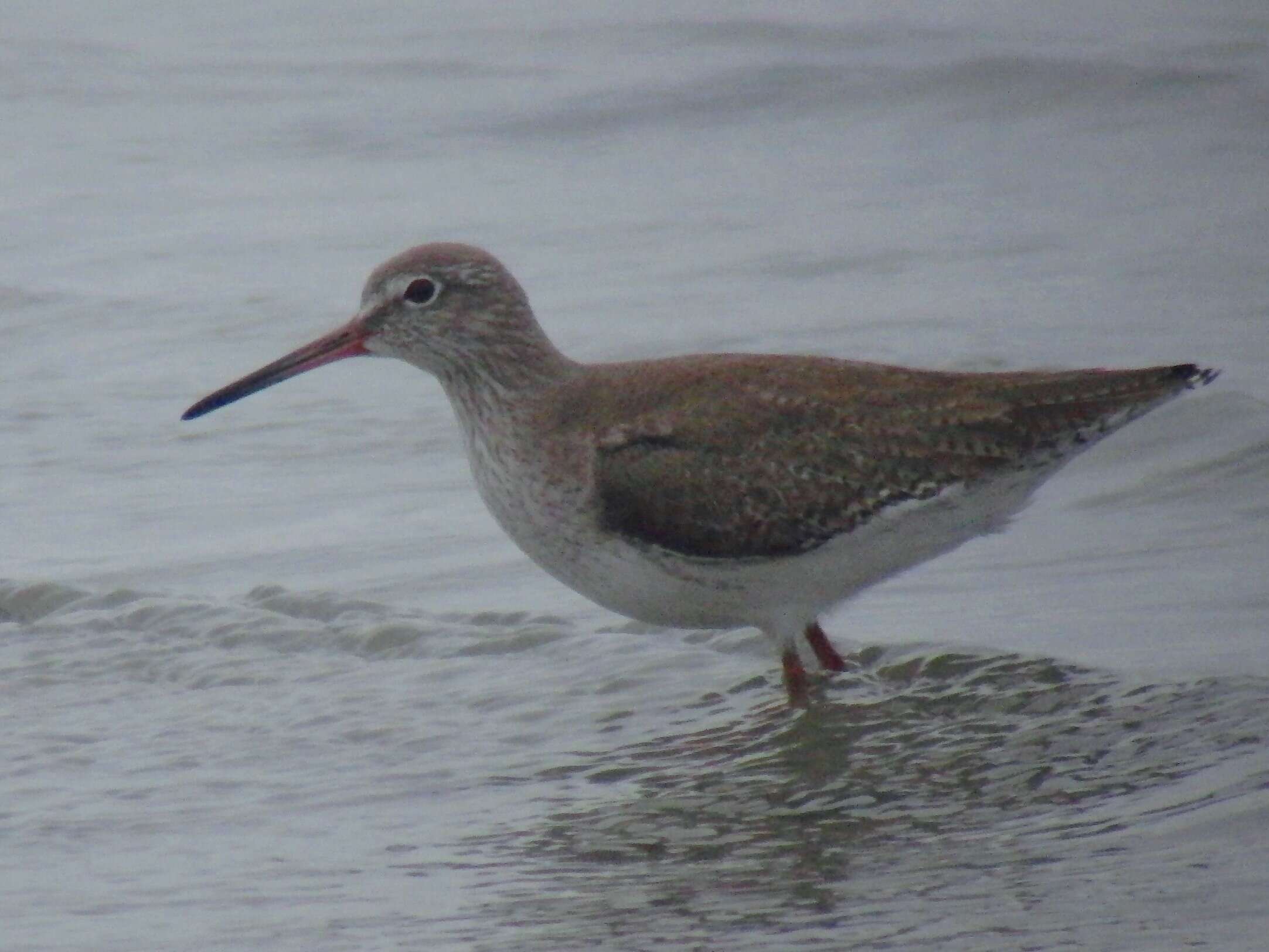 Image of Common Redshank