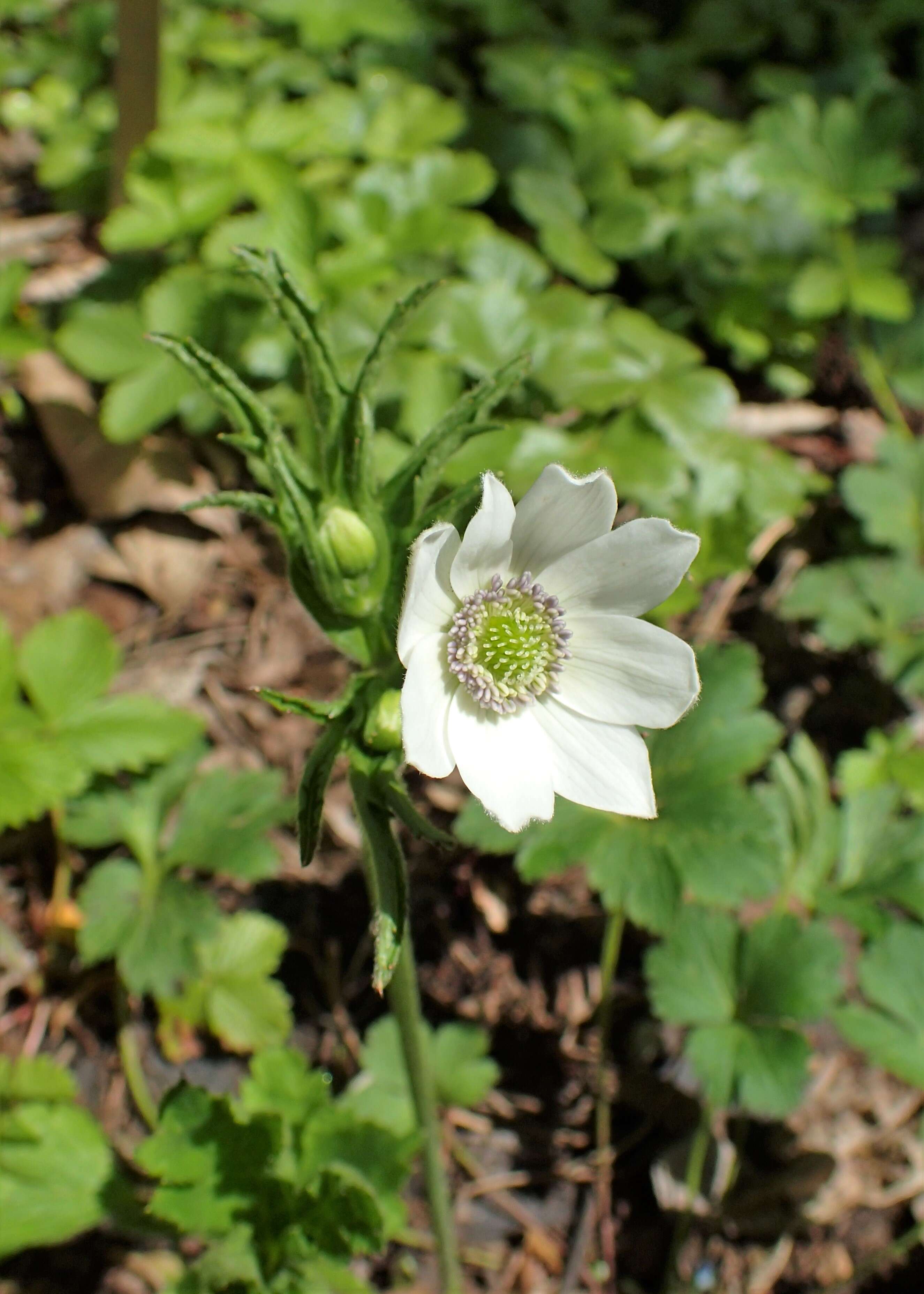 Image of <i>Anemone rivularis</i>