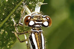 Image of Southern Damselfly