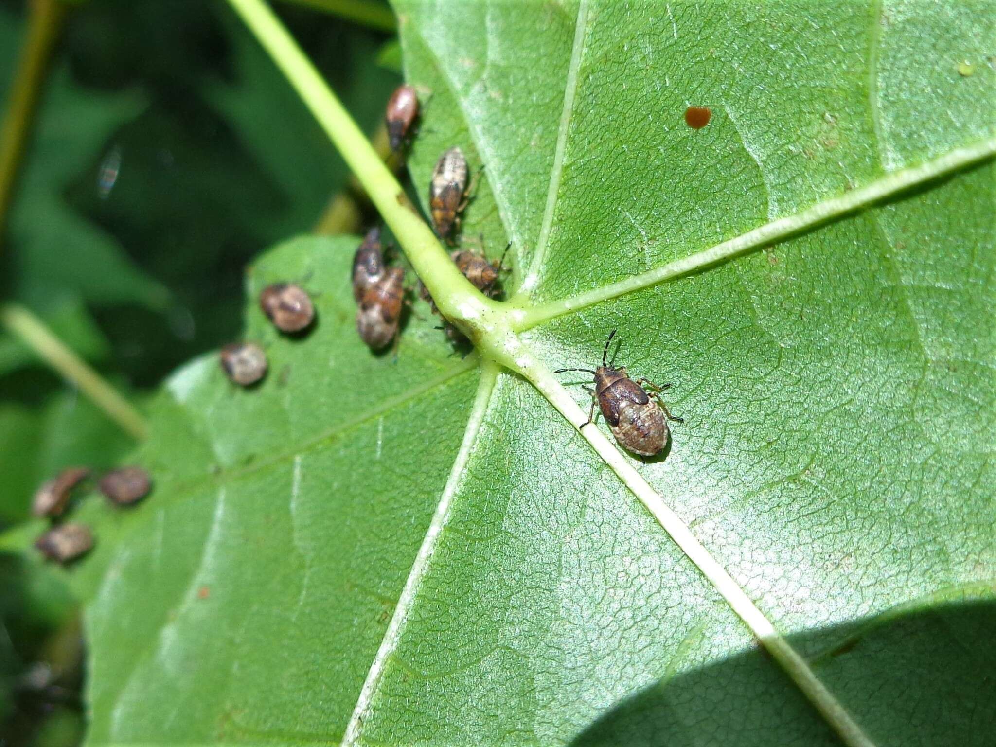 Image of Birch Catkin Bug