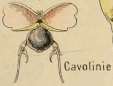 Image of Cavolinia Abildgaard 1791