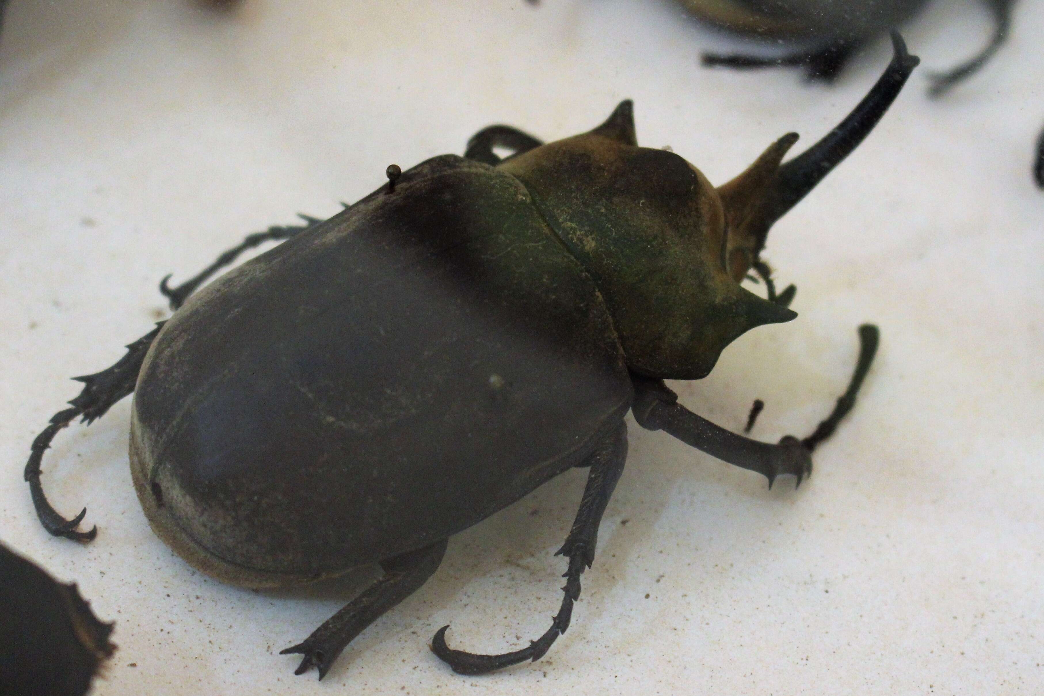 Image of Elephant beetle