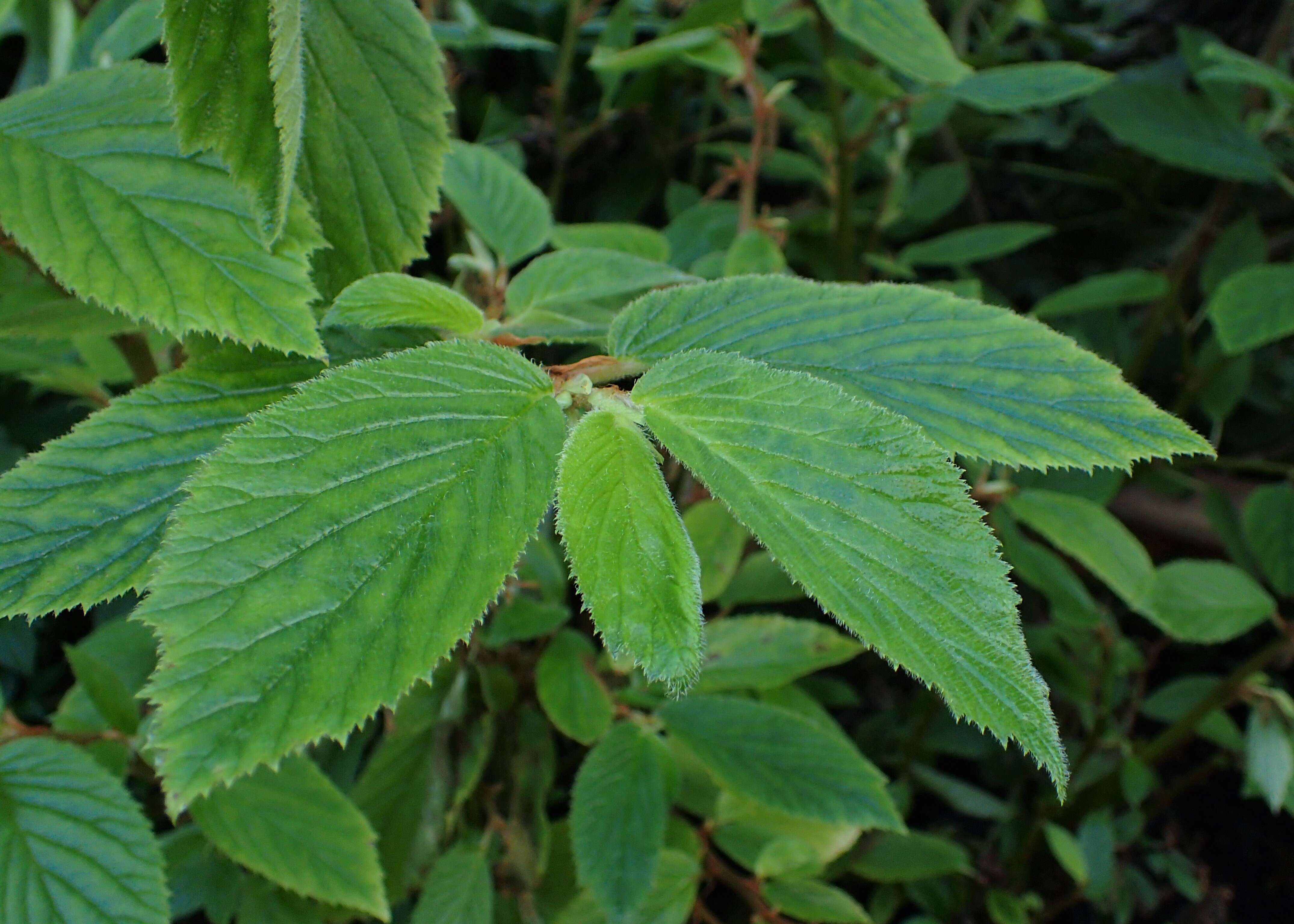 Image of Begonia ulmifolia Willd.