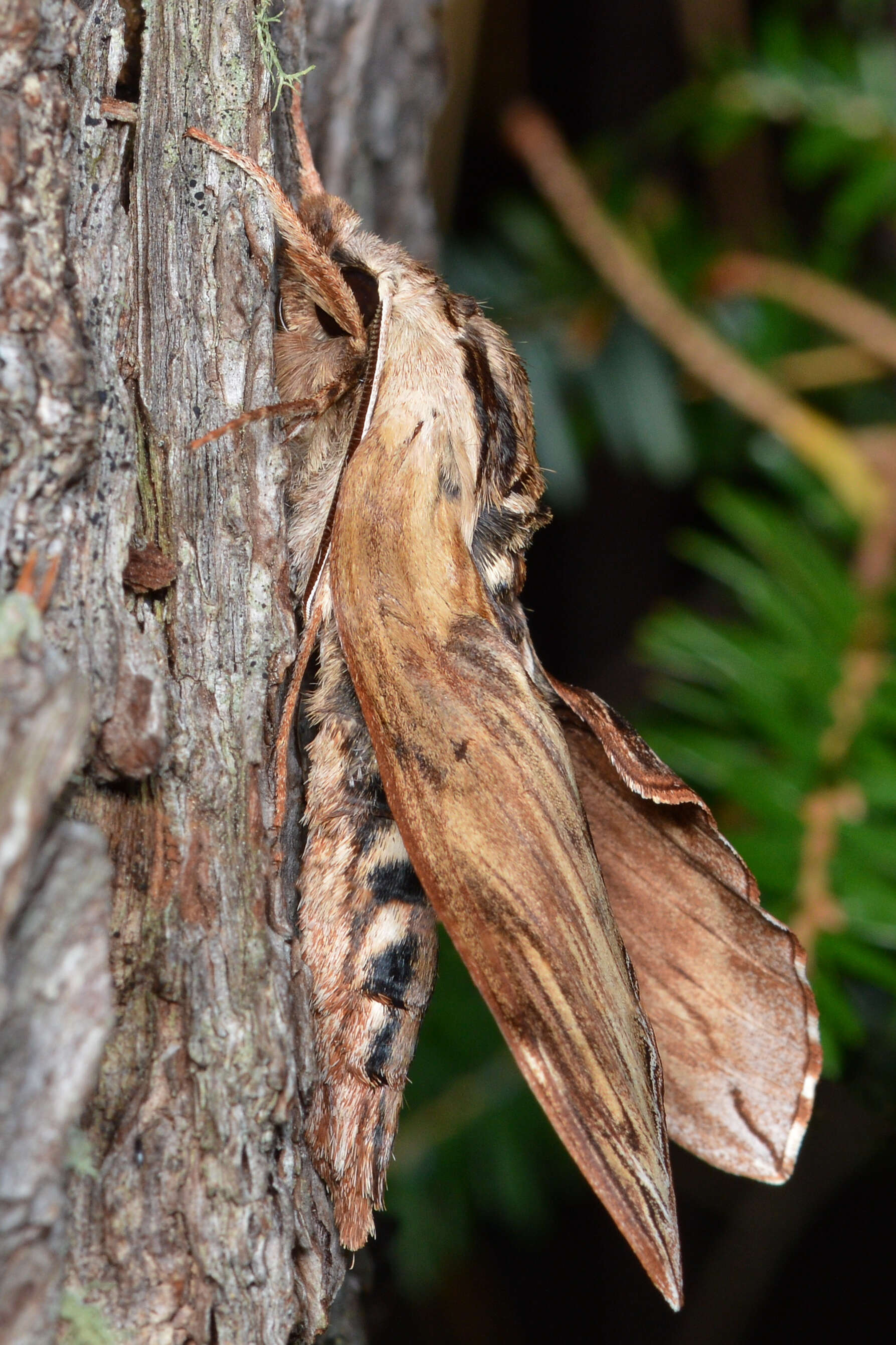 Image of Laurel sphinx