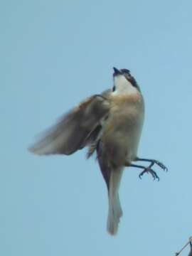 Image of Light-vented Bulbul