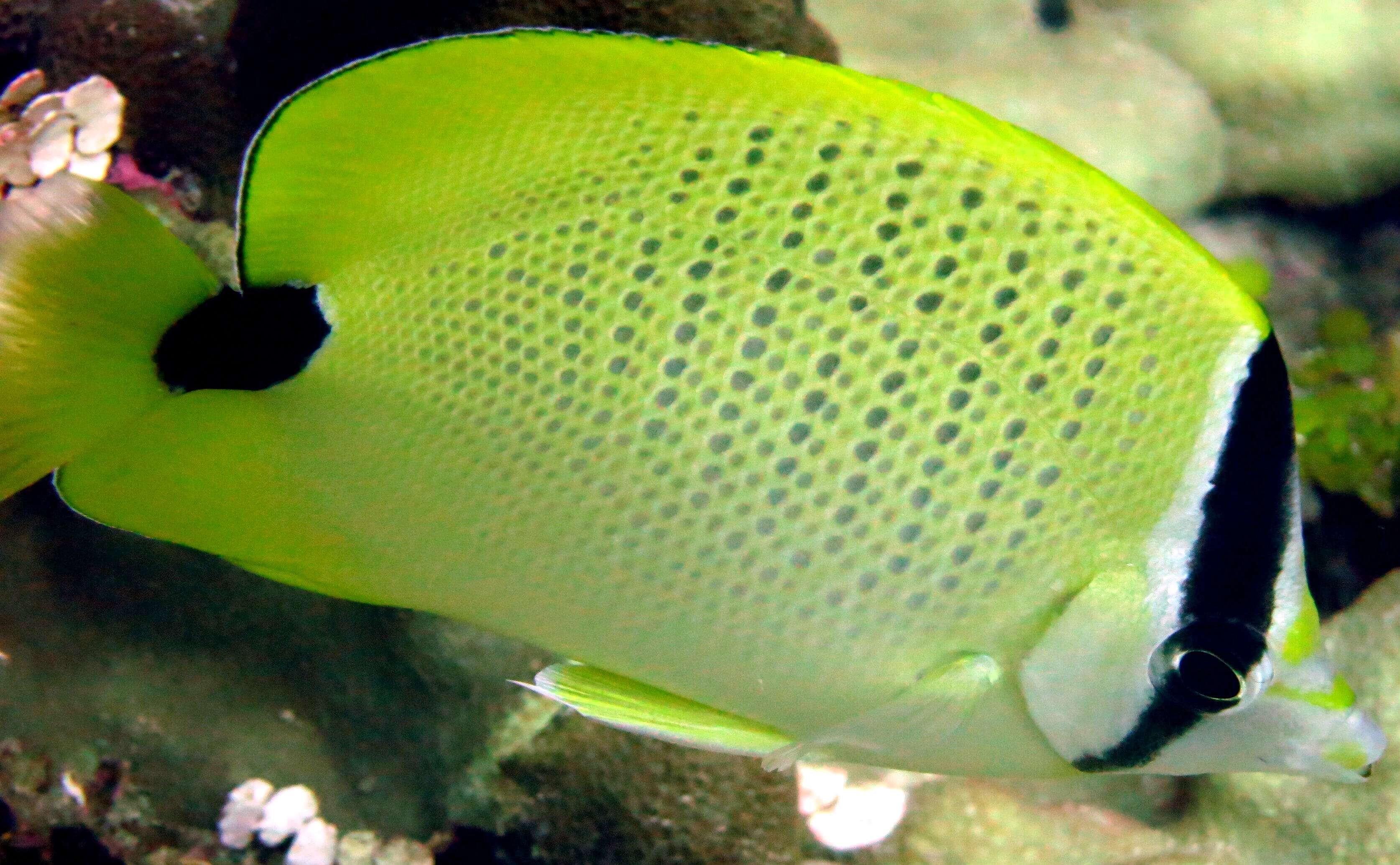 Image of Lemon Butterflyfish