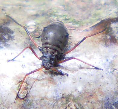 Image of Variegated oak aphid