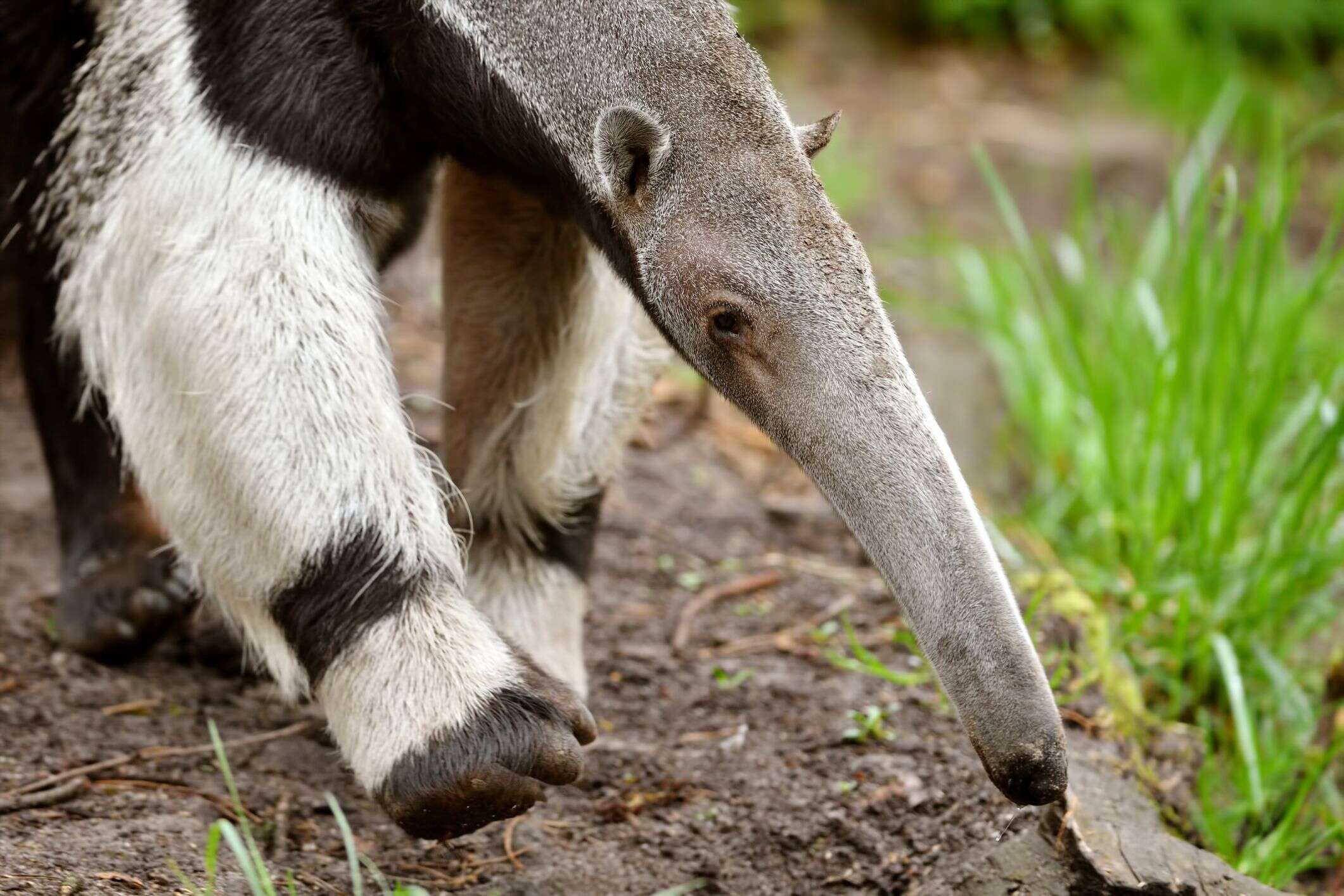 Image of anteater