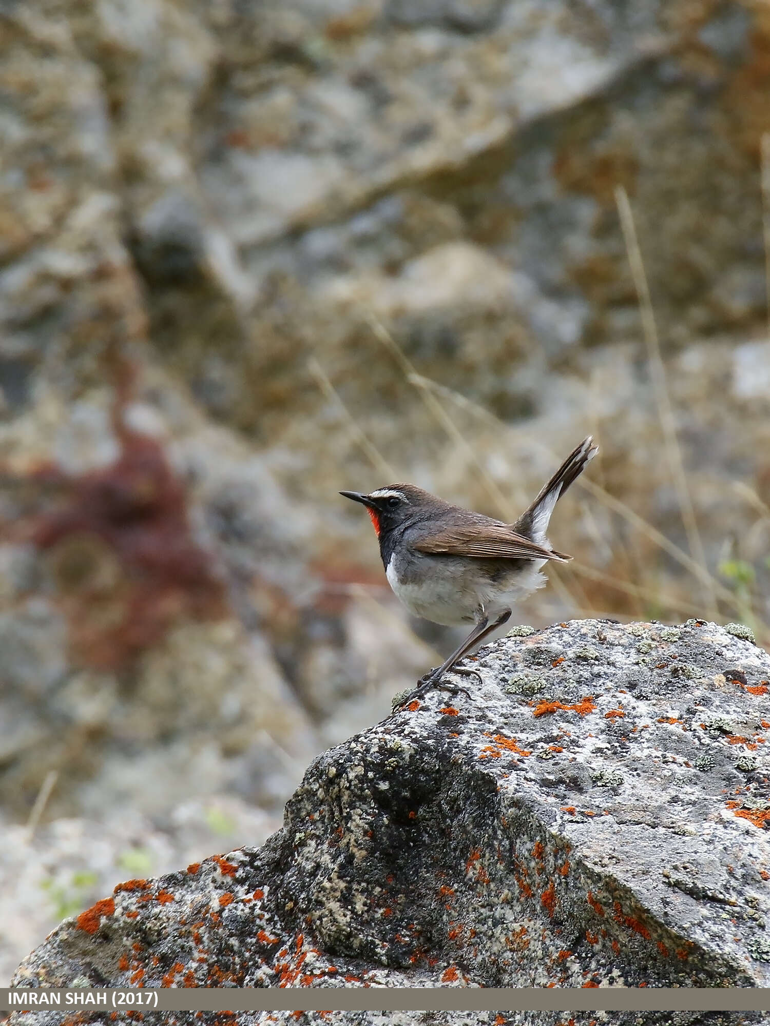 Image of Himalayan Rubythroat