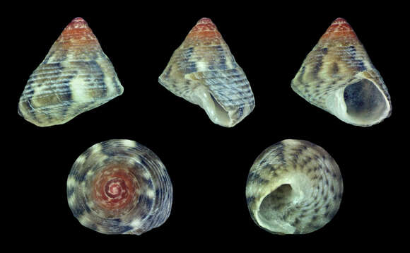 Image of Grooved Top-Shell